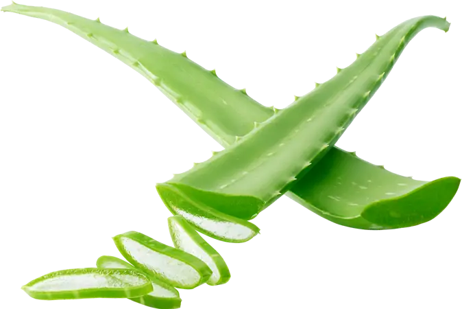 aloevera-blad